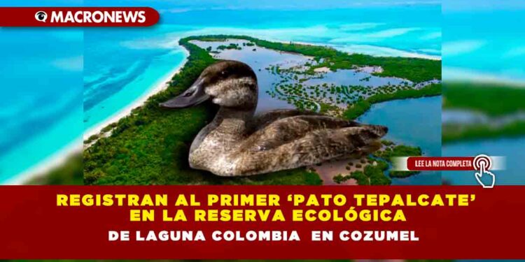 Registran al primer ‘Pato Tepalcate’ en la Reserva Ecológica de Laguna Colombia en Cozumel