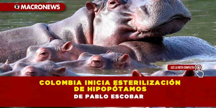 Colombia inicia esterilización de hipopótamos de Pablo Escobar