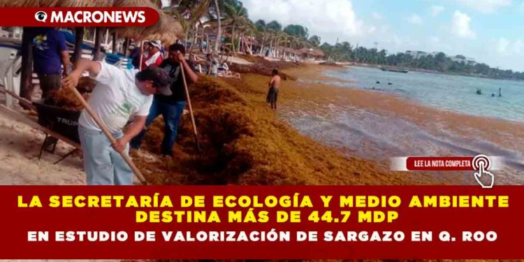 La Secretaría de Ecología y Medio Ambiente  destina más de 44.7 MDP en estudio de valorización de sargazo en Q. Roo