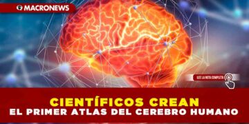 Científicos crean el primer Atlas del cerebro humano