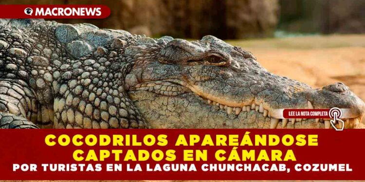 COCODRILOS APAREÁNDOSE CAPTADOS EN CÁMARA POR TURISTAS EN LA LAGUNA CHUNCHACAB, COZUMEL