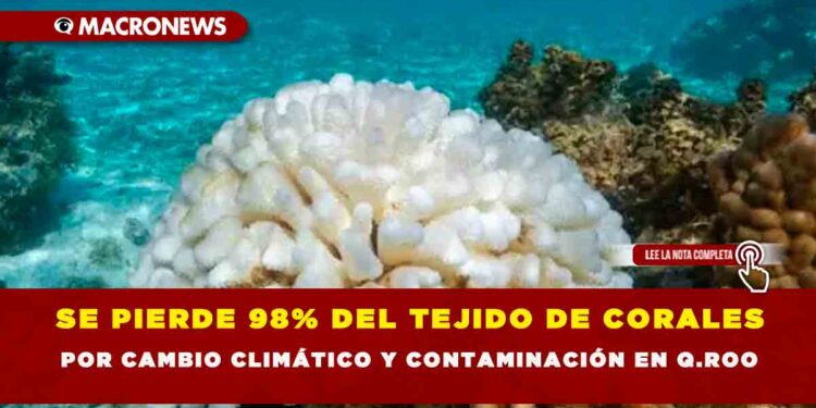 SE PIERDE 98% DEL TEJIDO DE CORALES POR CAMBIO CLIMÁTICO Y CONTAMINACIÓN EN Q.ROO