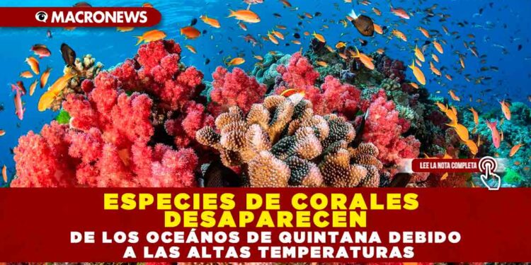ESPECIES DE CORALES DESAPARECEN DE LOS OCEÁNOS DE QUINTANA DEBIDO A LAS ALTAS TEMPERATURAS