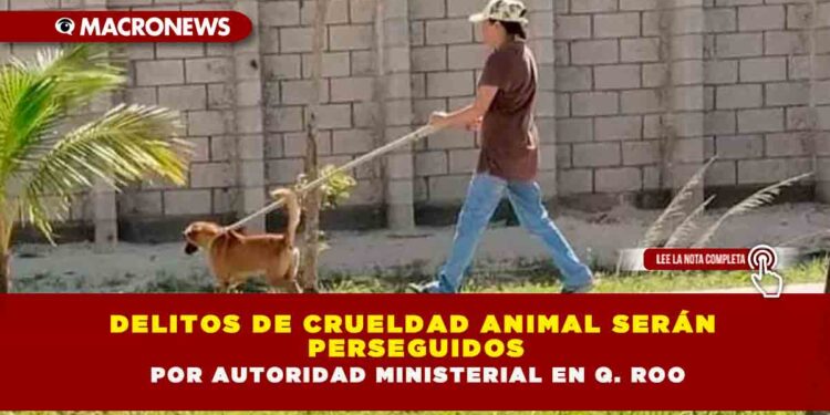 DELITOS DE CRUELDAD ANIMAL SERÁN PERSEGUIDOS POR AUTORIDAD MINISTERIAL EN Q. ROO
