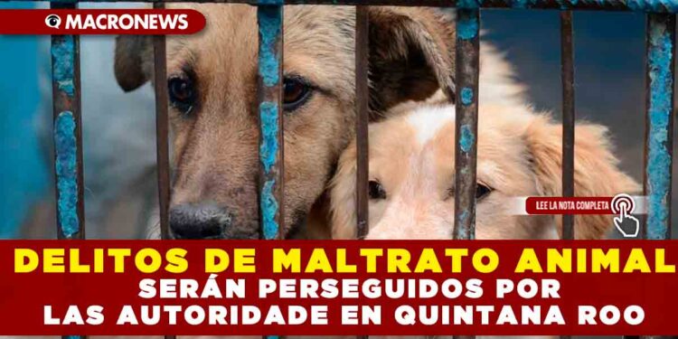 DELITOS DE MALTRATO ANIMAL SERÁN PERSEGUIDOS POR LAS AUTORIDADES EN QUINTANA ROO