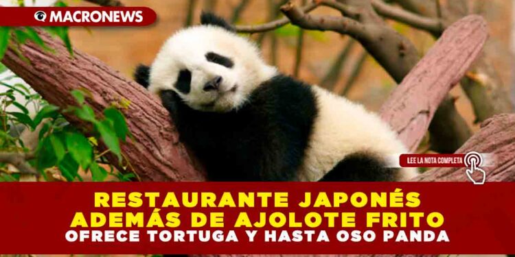 RESTAURANTE JAPONÉS ADEMÁS DE AJOLOTE FRITO OFRECE TORTUGA Y HASTA OSO PANDA
