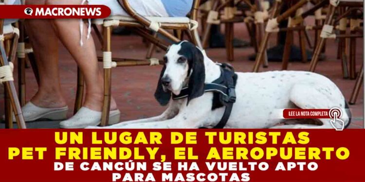 UN LUGAR DE TURISTAS PET FRIENDLY, EL AEROPUERTO INTERNACIONAL DE CANCÚN SE HA VUELTO APTO PARA MASCOTAS