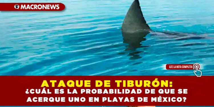 ATAQUE DE TIBURÓN: ¿CUÁL ES LA PROBABILIDAD DE QUE SE ACERQUE UNO EN PLAYAS DE MÉXICO?