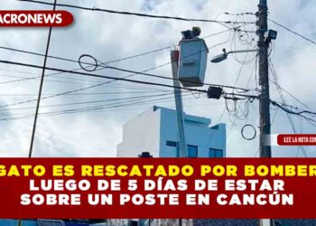 UN GATO ES RESCATADO POR BOMBEROS, LUEGO DE 5 DÍAS DE ESTAR SOBRE UN POSTE EN CANCÚN