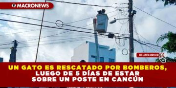 UN GATO ES RESCATADO POR BOMBEROS, LUEGO DE 5 DÍAS DE ESTAR SOBRE UN POSTE EN CANCÚN