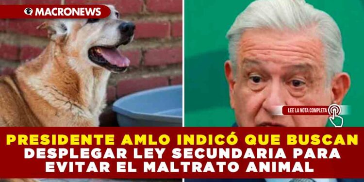PRESIDENTE AMLO INDICÓ QUE BUSCAN DESPLEGAR LEY SECUNDARIA PARA EVITAR EL MALTRATO ANIMAL
