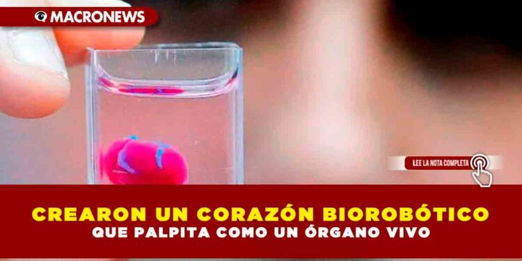 CREARON UN CORAZÓN BIOROBÓTICO QUE PALPITA COMO UN ÓRGANO VIVO