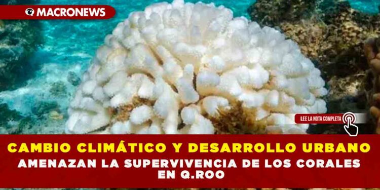 CAMBIO CLIMÁTICO Y DESARROLLO URBANO AMENAZAN LA SUPERVIVENCIA DE LOS CORALES EN Q.ROO