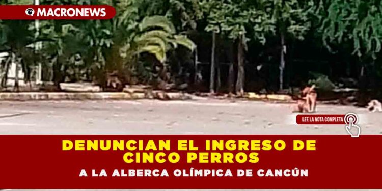 DENUNCIAN EL INGRESO DE CINCO PERROS A LA ALBERCA OLÍMPICA DE CANCÚN
