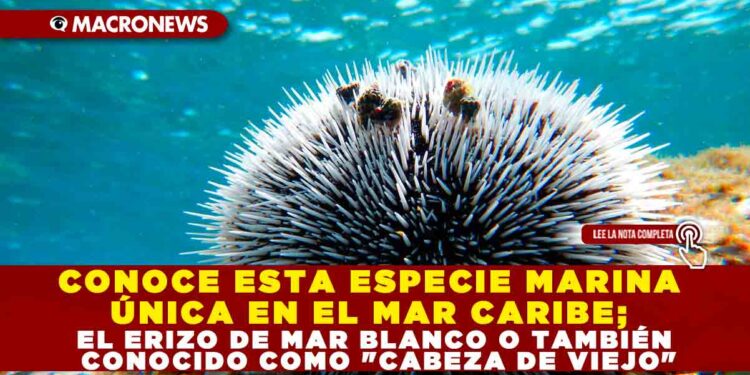 CONOCE ESTA ESPECIE MARINA ÚNICA EN EL MAR CARIBE; EL ERIZO DE MAR BLANCO O TAMBIÉN CONOCIDO COMO «CABEZA DE VIEJO»