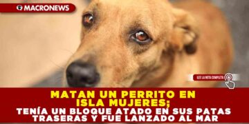 MATAN UN PERRITO EN ISLA MUJERES; TENÍA UN BLOQUE ATADO EN SUS PATAS TRASERAS Y FUE LANZADO AL MAR