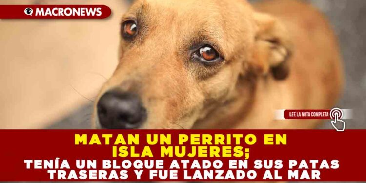 MATAN UN PERRITO EN ISLA MUJERES; TENÍA UN BLOQUE ATADO EN SUS PATAS TRASERAS Y FUE LANZADO AL MAR