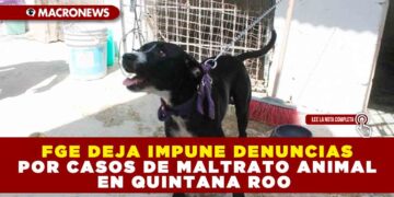 FGE DEJA IMPUNE DENUNCIAS POR CASOS DE MALTRATO ANIMAL EN QUINTANA ROO