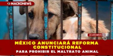 MÉXICO ANUNCIARÁ REFORMA CONSTITUCIONAL PARA PROHIBIR EL MALTRATO ANIMAL