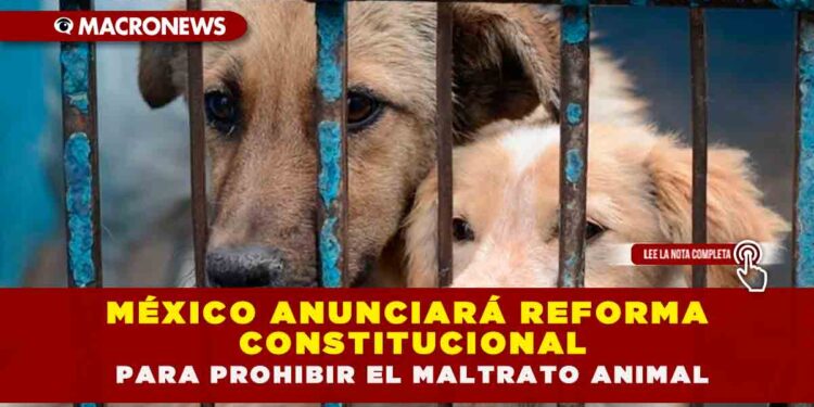 MÉXICO ANUNCIARÁ REFORMA CONSTITUCIONAL PARA PROHIBIR EL MALTRATO ANIMAL