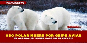 OSO POLAR MUERE POR GRIPE AVIAR EN ALASKA; EL PRIMER CASO EN SU ESPECIE