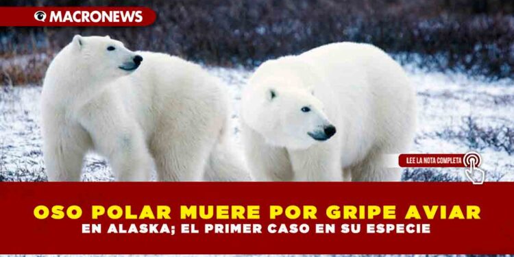 OSO POLAR MUERE POR GRIPE AVIAR EN ALASKA; EL PRIMER CASO EN SU ESPECIE