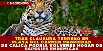 TRAS CLAUSURA TERRENO EN PLAYA DEL CARMEN PROPIEDAD DE CALICA PODRIA VOLVERSE HOGAR DE ESPECIES ENDEMICAS