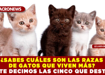 ¿SABES CUÁLES SON LAS RAZAS DE GATOS QUE VIVEN MÁS? AQUÍ TE DECIMOS LAS CINCO QUE DESTACAN