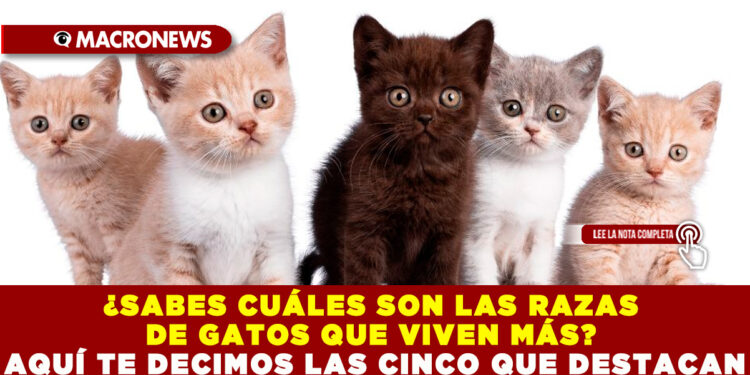 ¿SABES CUÁLES SON LAS RAZAS DE GATOS QUE VIVEN MÁS? AQUÍ TE DECIMOS LAS CINCO QUE DESTACAN