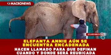 ELEFANTA ANNIE AÚN SE ENCUENTRA ENCADENADA; HACEN LLAMADO PARA QUE DEFINAN CUANDO Y DONDE SERÁ REUBICADA