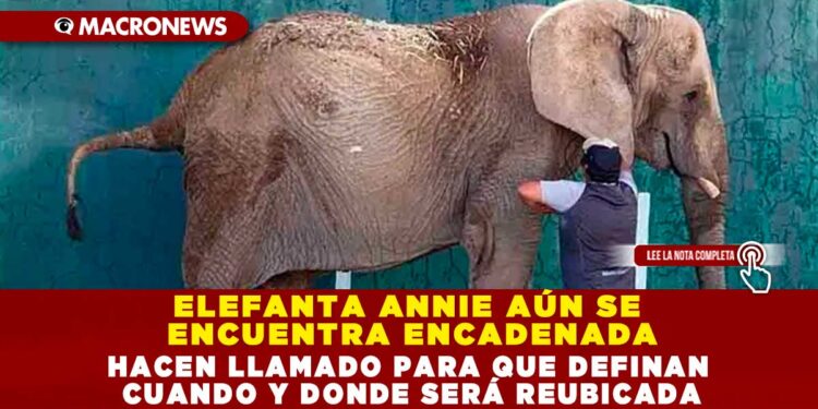 ELEFANTA ANNIE AÚN SE ENCUENTRA ENCADENADA; HACEN LLAMADO PARA QUE DEFINAN CUANDO Y DONDE SERÁ REUBICADA