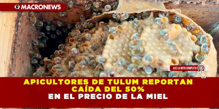 APICULTORES DE TULUM REPORTAN CAÍDA DEL 50% EN EL PRECIO DE LA MIEL