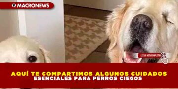 AQUÍ TE COMPARTIMOS ALGUNOS CUIDADOS ESENCIALES PARA PERROS CIEGOS