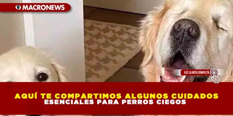 AQUÍ TE COMPARTIMOS ALGUNOS CUIDADOS ESENCIALES PARA PERROS CIEGOS