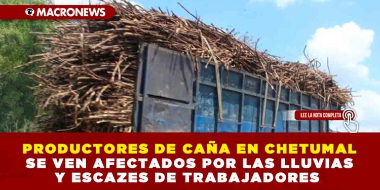 PRODUCTORES DE CAÑA EN CHETUMAL SE VEN AFECTADOS POR LAS LLUVIAS Y ESCAZES DE TRABAJADORES