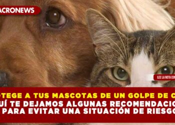 PROTEGE A TUS MASCOTAS DE UN GOLPE DE CALOR; AQUÍ TE DEJAMOS ALGUNAS RECOMENDACIONES PARA EVITAR UNA SITUACIÓN DE RIESGO.
