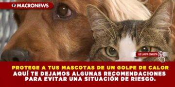 PROTEGE A TUS MASCOTAS DE UN GOLPE DE CALOR; AQUÍ TE DEJAMOS ALGUNAS RECOMENDACIONES PARA EVITAR UNA SITUACIÓN DE RIESGO.
