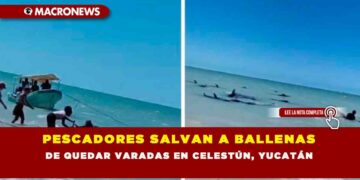 PESCADORES SALVAN A BALLENAS DE QUEDAR VARADAS EN CELESTÚN, YUCATÁN