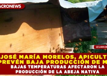 EN JOSÉ MARÍA MORELOS, APICULTORES PREVÉN BAJA PRODUCCIÓN DE MIEL; BAJAS TEMPERATURAS AFECTARON LA PRODUCCIÓN DE LA ABEJA NATIVA