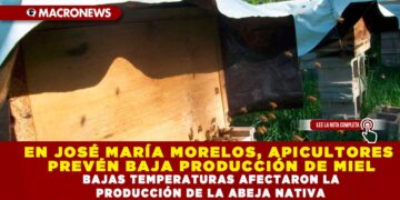 EN JOSÉ MARÍA MORELOS, APICULTORES PREVÉN BAJA PRODUCCIÓN DE MIEL; BAJAS TEMPERATURAS AFECTARON LA PRODUCCIÓN DE LA ABEJA NATIVA