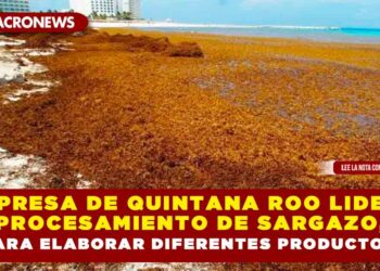 EMPRESA DE QUINTANA ROO LIDERA PROCESAMIENTO DE SARGAZO, PARA ELABORAR DIFERENTES PRODUCTOS