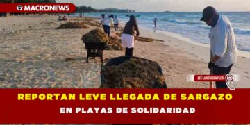 REPORTAN LEVE LLEGADA DE SARGAZO EN PLAYAS DE SOLIDARIDAD