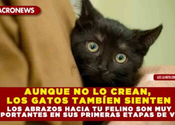 AUNQUE NO LO CREAN, LOS GATOS TAMBÍEN SIENTEN; LOS ABRAZOS HACIA TU FELINO SON MUY IMPORTANTES EN SUS PRIMERAS ETAPAS DE VIDA