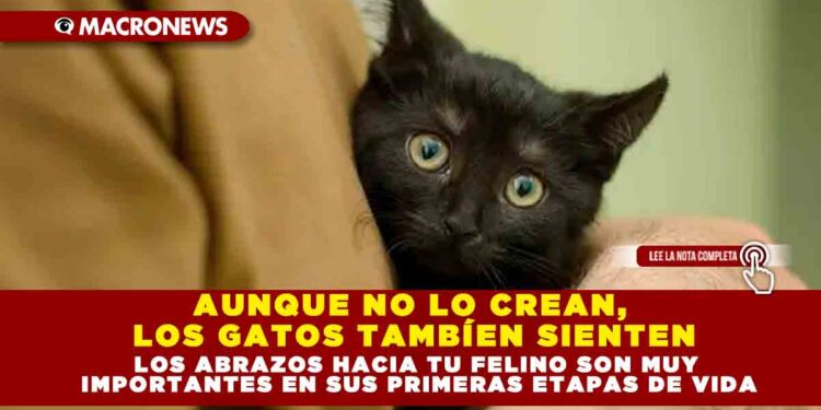 AUNQUE NO LO CREAN, LOS GATOS TAMBÍEN SIENTEN; LOS ABRAZOS HACIA TU FELINO SON MUY IMPORTANTES EN SUS PRIMERAS ETAPAS DE VIDA