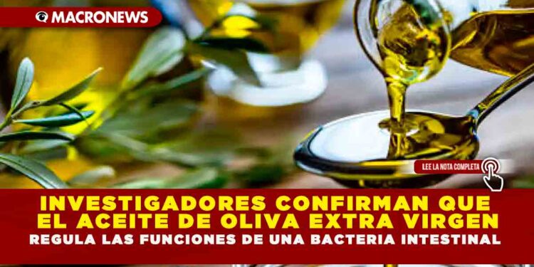 INVESTIGADORES CONFIRMAN QUE EL ACEITE DE OLIVA EXTRA VIRGEN  REGULA LAS FUNCIONES DE UNA BACTERIA INTESTINAL