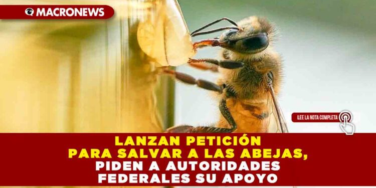 LANZAN PETICIÓN PARA SALVAR A LAS ABEJAS, PIDEN A AUTORIDADES FEDERALES SU APOYO