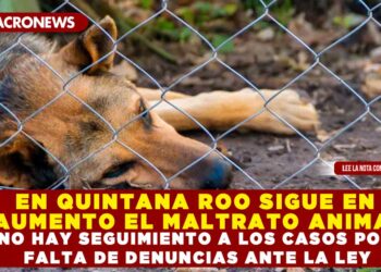 EN QUINTANA ROO SIGUE EN AUMENTO EL MALTRATO ANIMAL; NO HAY SEGUIMIENTO A LOS CASOS POR FALTA DE DENUNCIAS ANTE LA LEY