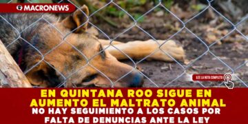 EN QUINTANA ROO SIGUE EN AUMENTO EL MALTRATO ANIMAL; NO HAY SEGUIMIENTO A LOS CASOS POR FALTA DE DENUNCIAS ANTE LA LEY