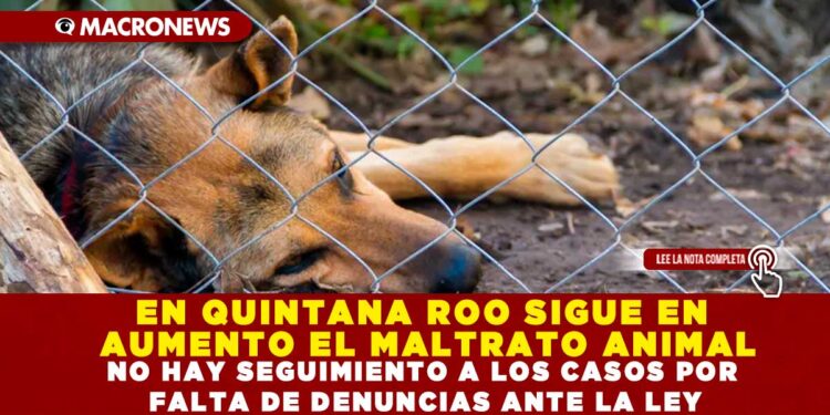 EN QUINTANA ROO SIGUE EN AUMENTO EL MALTRATO ANIMAL; NO HAY SEGUIMIENTO A LOS CASOS POR FALTA DE DENUNCIAS ANTE LA LEY