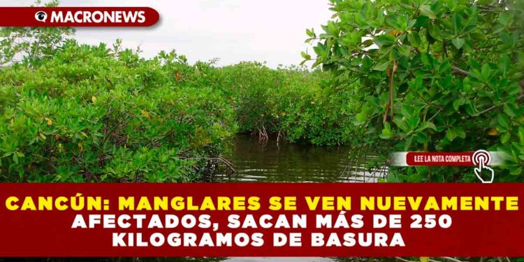 MANGLARES DE CANCÚN SE VEN NUEVAMENTE AFECTADOS, SACAN MÁS DE 250 KILOGRAMOS DE BASURA 